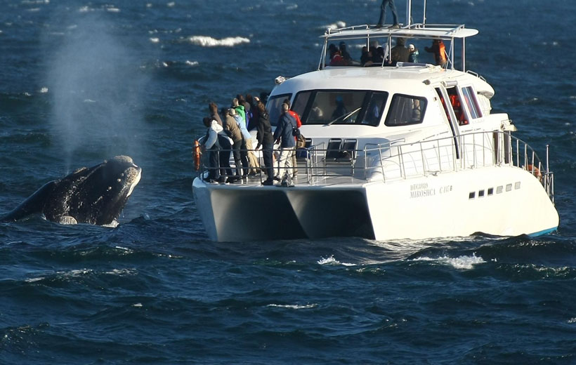 Whale-watching Day Tour in Hermanus while